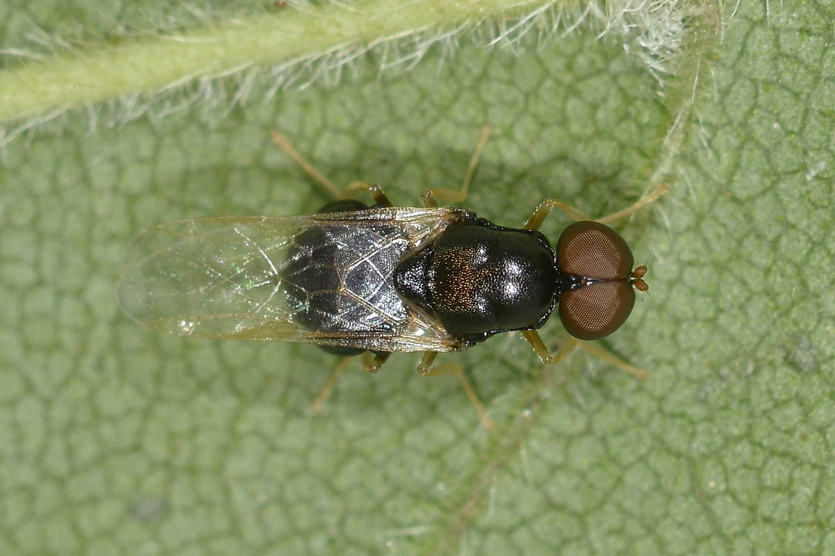 Pachygaster  leachii (Stratiomidae)